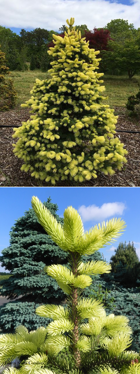 Picea pungens 'Gebelles Golden Spring'